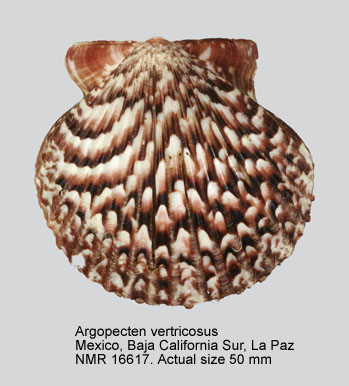 Argopecten ventricosus.jpg - Argopecten ventricosus(G.B.Sowerby,1842)